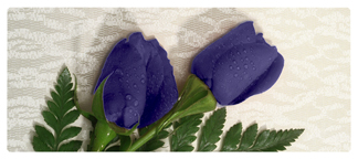 DNSEMP-L-055 2 Roses Purple